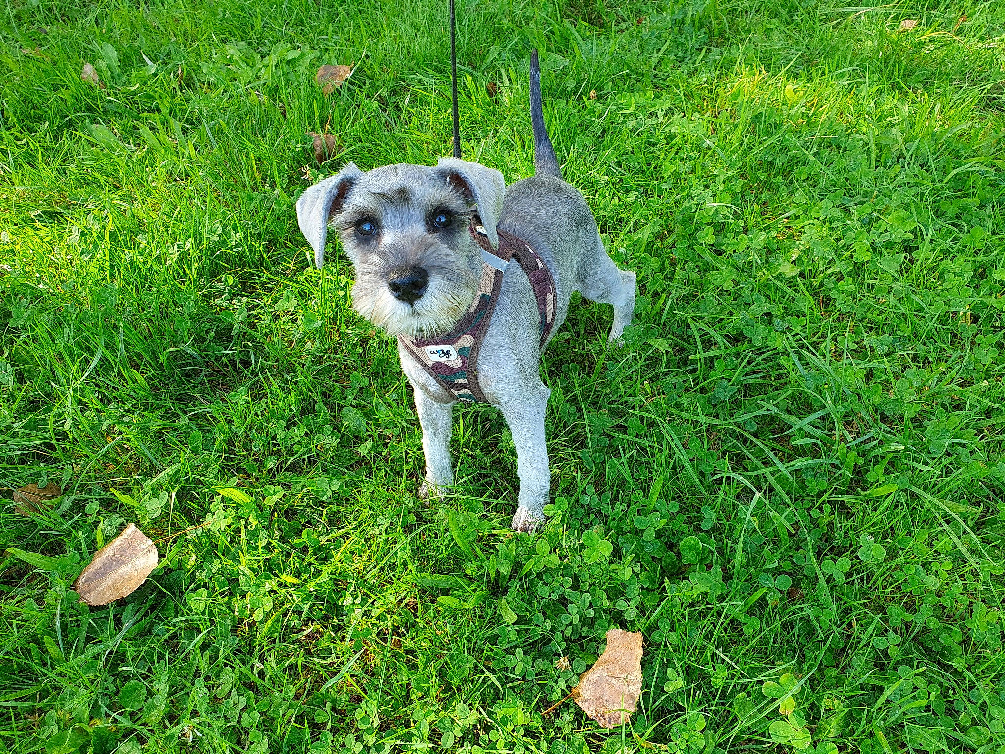 Uly a rejoint le concours — aidez-le/la à gagner de superbes lots ! canidae, carnivore, companion_dog, dog, dog_breed, fawn, garden, grass, grassland, groundcover, lawn, non_sporting_group, plant, shrub, snout, sporting_group, tail, terrier, toy_dog, working_animal