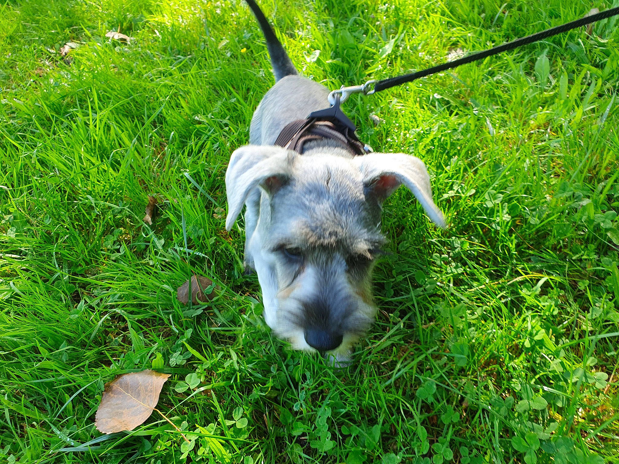 Uly participe au concours pour gagner de l'argent avec cette photo : dog_breed, fawn, grass, grass_family, grassland, groundcover, lawn, livestock, meadow, natural_landscape, pack_animal, pasture, plant, shrub, snout, sporting_group, terrestrial_animal, terrestrial_plant, tree, working_animal