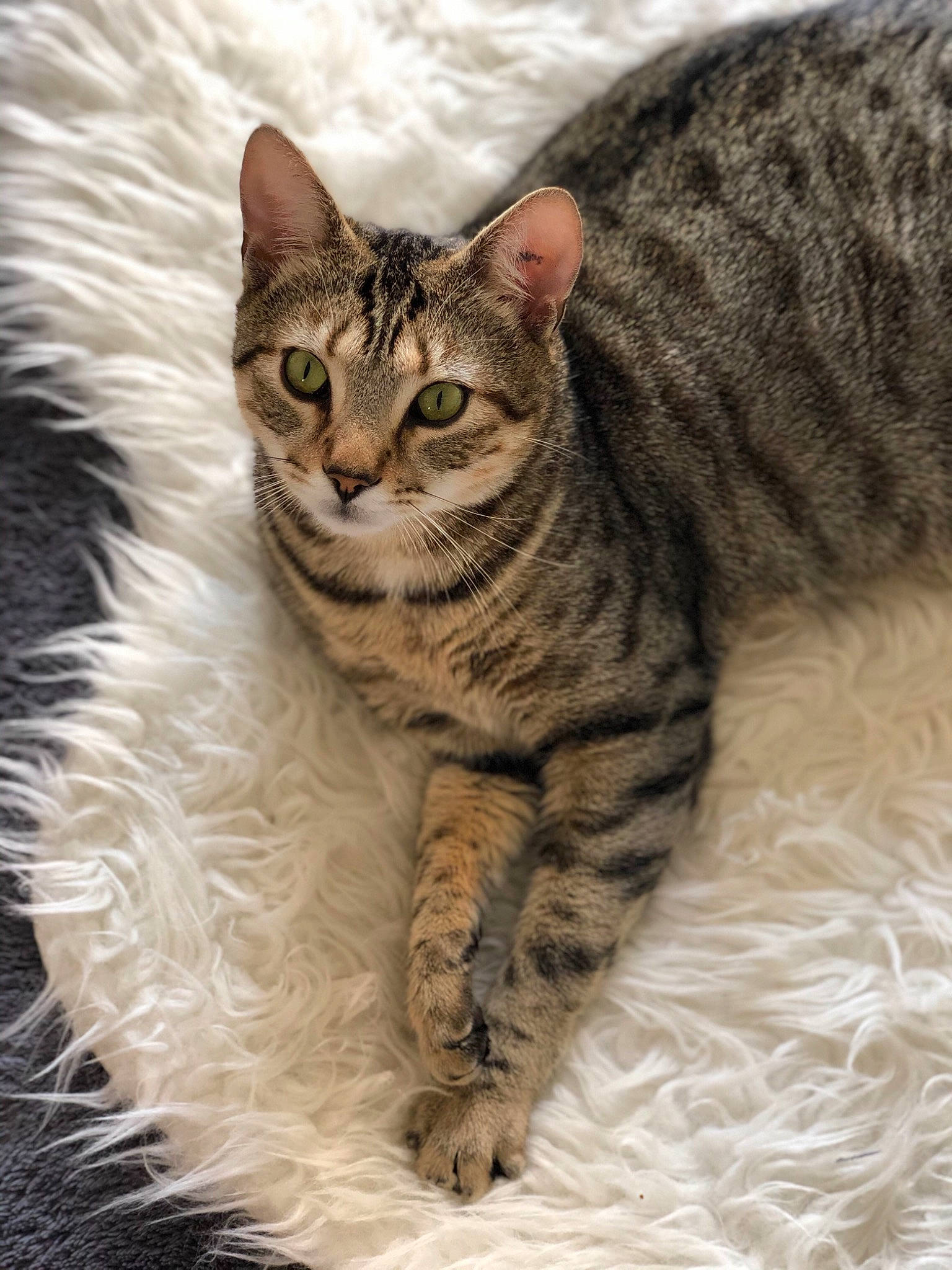 Simon a rejoint le concours — aidez-le/la à gagner de superbes lots ! american_shorthair, american_wirehair, asian, australian_mist, bengal, california_spangled, carnivore, cat, domestic_short_haired_cat, dragon_li, egyptian_mau, european_shorthair, felidae, mammal, ocicat, pixie_bob, small_to_medium_sized_cats, tabby_cat, vertebrate, whiskers