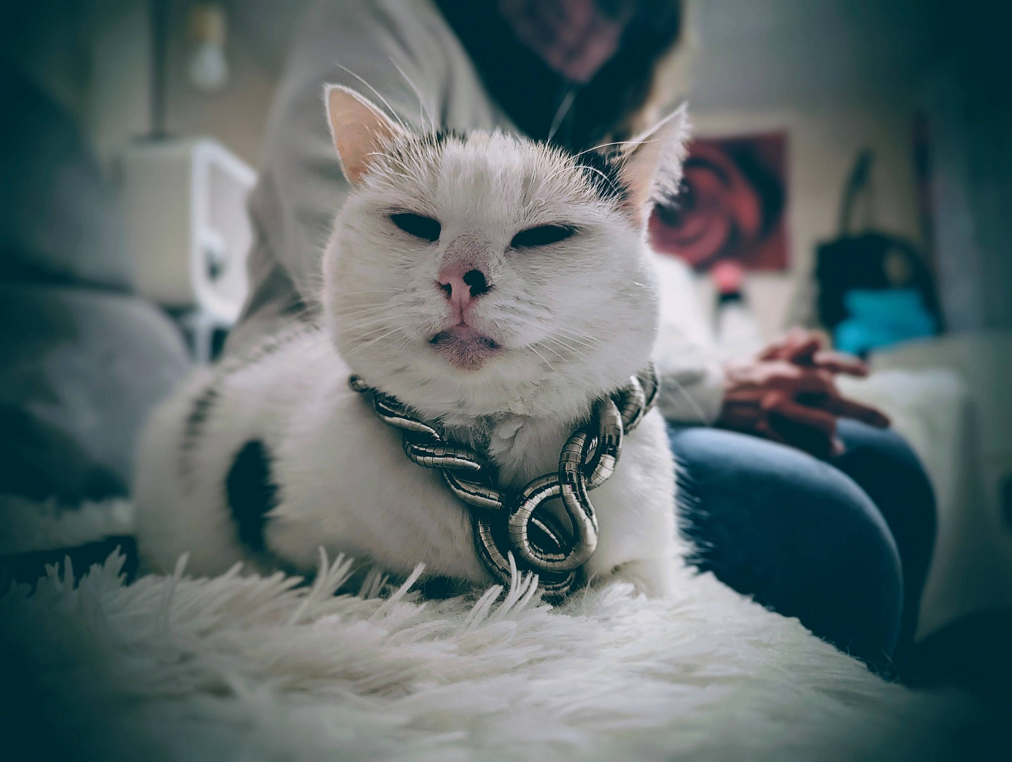 Kalina participe au concours pour gagner de l'argent avec cette photo : carnivore, cat, cloud, collar, felidae, flash_photography, freezing, fur, happy, monochrome, monochrome_photography, paw, sitting, sky, small_to_medium_sized_cats, snout, still_life_photography, style, whiskers, winter