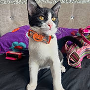 Domino joined the competition — help win amazing prizes! cat, kitten, black_and_white, collar, pumpkin, bed, pillow, purple, patterned_bag, curious, pet, indoor, feline, yellow_eyes, whiskers, cute, animal, small, young, domestic