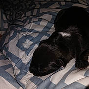 Arrow is registered to the contest to win money with this photo: puppy, dog, black_fur, white_patch, blanket, patterned_blanket, bed, sleeping, close_up, indoor, cozy, soft, animal, pet, young, small, cute, resting, fur, paw