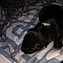 puppy, dog, black_fur, white_patch, blanket, patterned_blanket, bed, sleeping, close_up, indoor, cozy, soft, animal, pet, young, small, cute, resting, fur, paw