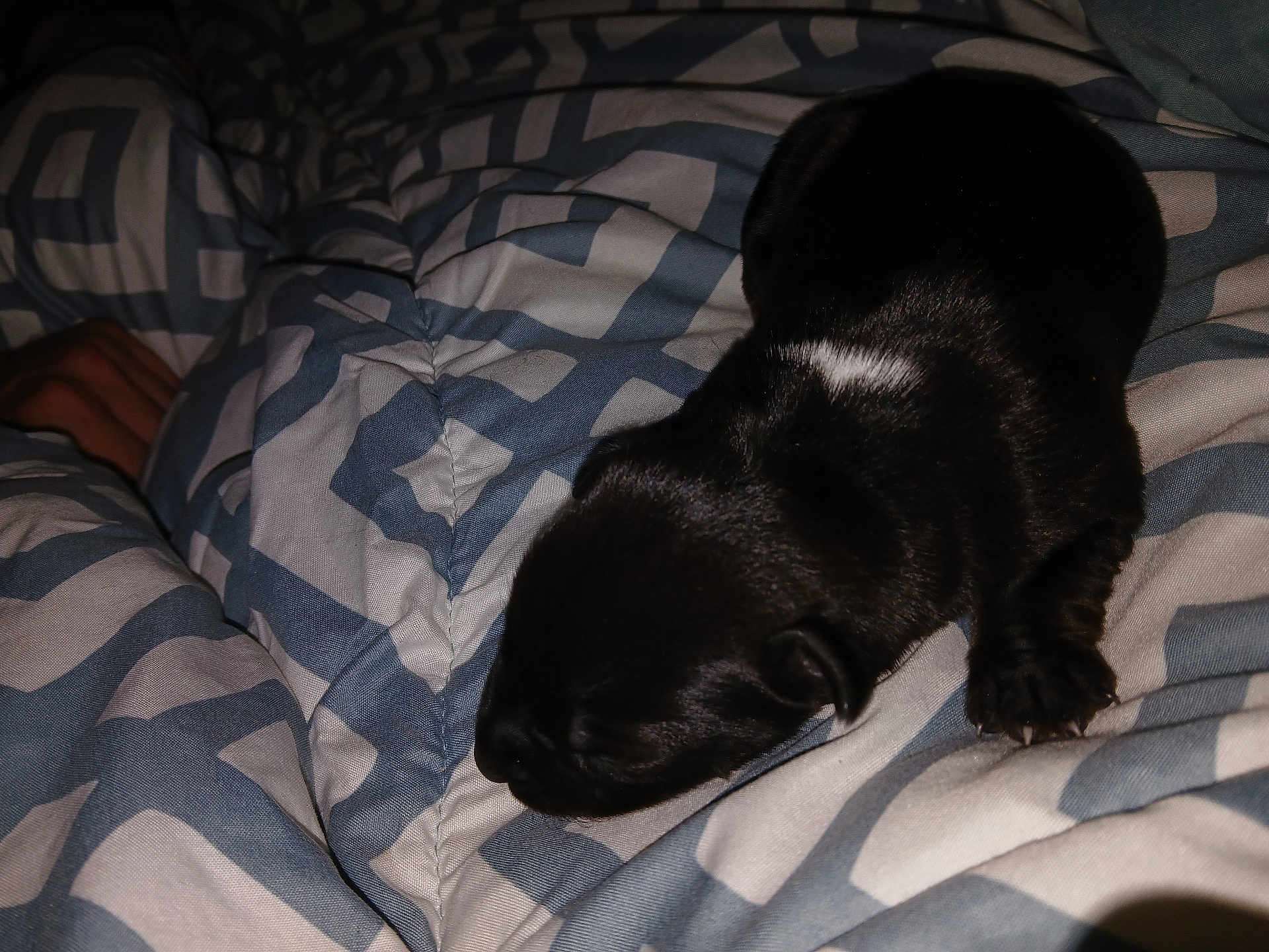 Arrow is registered to the contest to win money with this photo: puppy, dog, black_fur, white_patch, blanket, patterned_blanket, bed, sleeping, close_up, indoor, cozy, soft, animal, pet, young, small, cute, resting, fur, paw