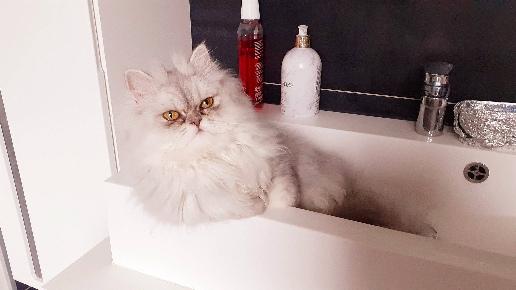Perla a rejoint le concours — aidez-le/la à gagner de superbes lots ! bathroom, bathroom_sink, bottle, carnivore, cat, felidae, fluid, fur, household_hardware, natural_material, plumbing, plumbing_fitting, plumbing_fixture, rectangle, room, sink, small_to_medium_sized_cats, soap_dispenser, tap, whiskers