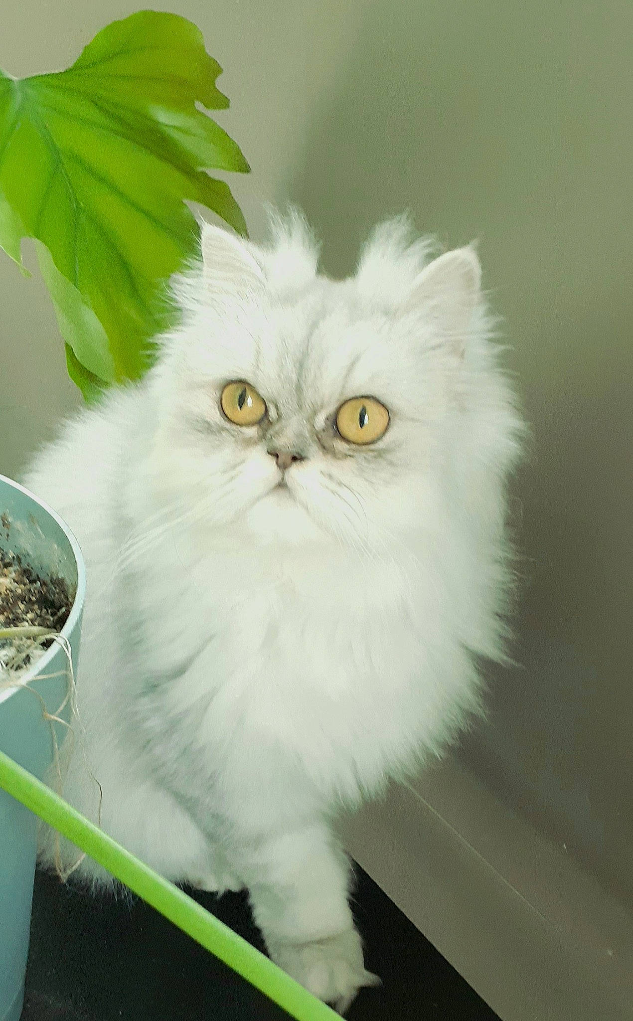 Perla a rejoint le concours — aidez-le/la à gagner de superbes lots ! british_longhair, carnivore, cat, felidae, fur, grass, persian, plant, small_to_medium_sized_cats, snout, tail, terrestrial_animal, whiskers