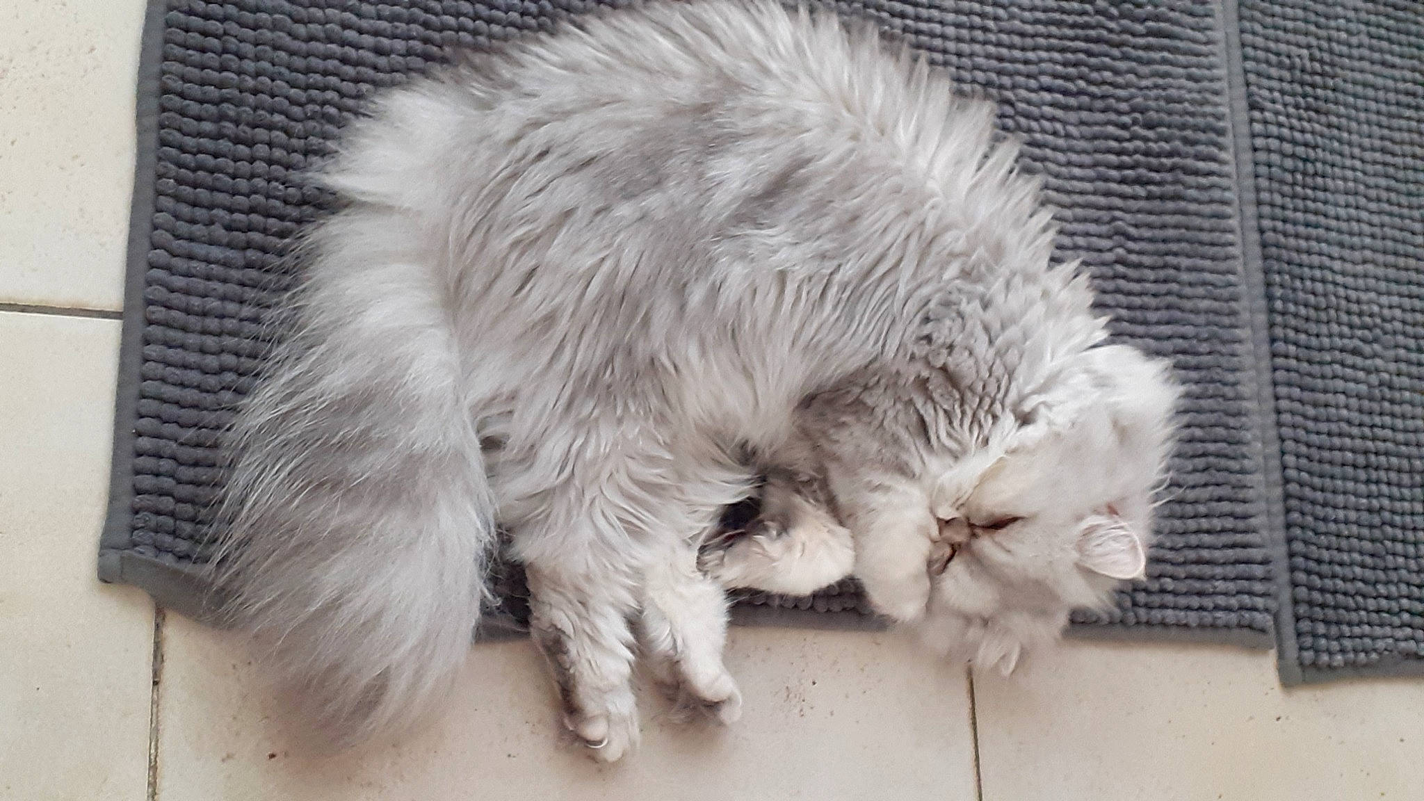 Perla a rejoint le concours — aidez-le/la à gagner de superbes lots ! british_longhair, canidae, carnivore, cat, claw, dog_breed, felidae, fur, monochrome_photography, nap, paw, ragdoll, small_to_medium_sized_cats, snout, tail, terrestrial_animal, whiskers