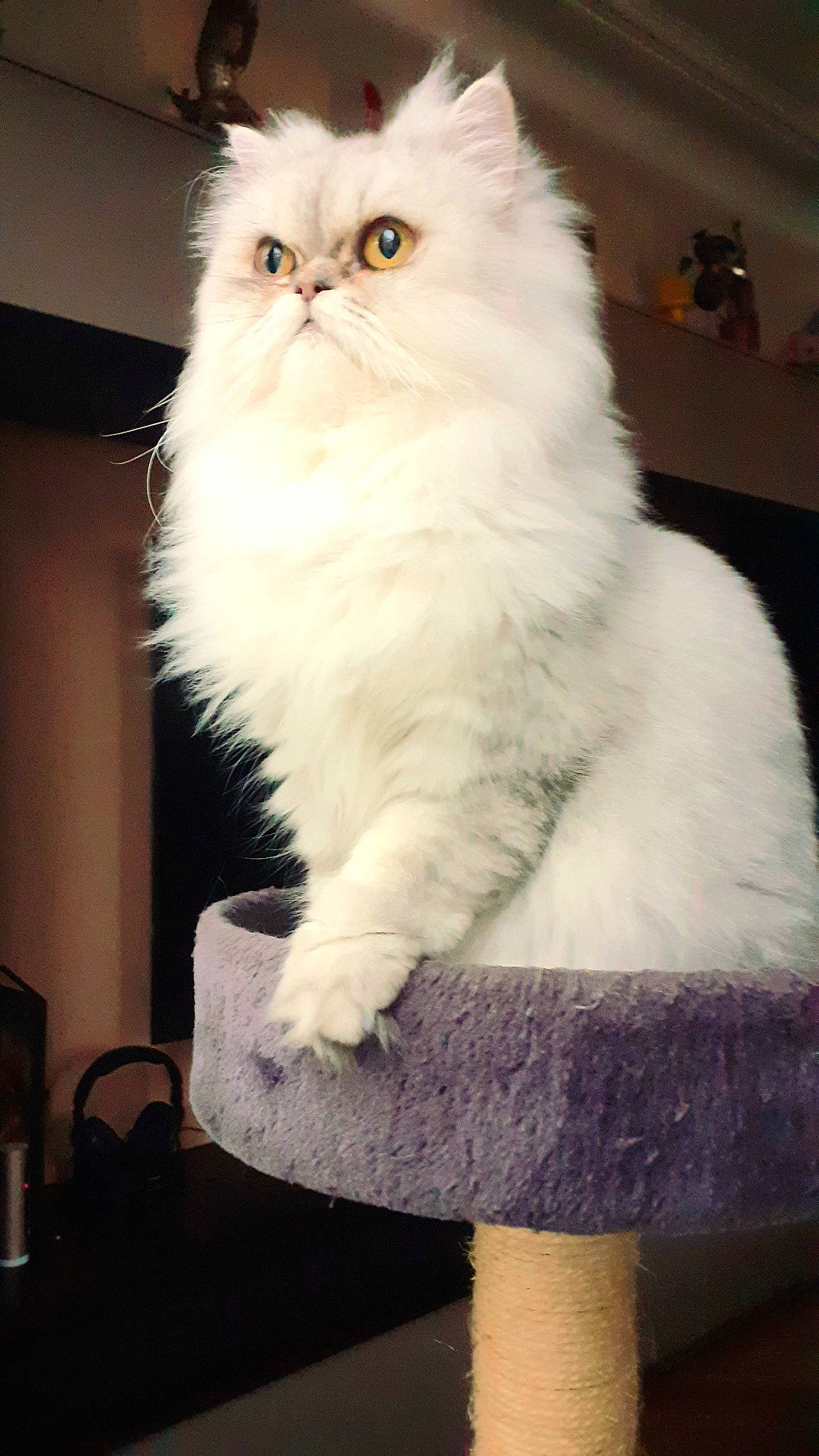 Perla participe au concours pour gagner de l'argent avec cette photo : british_longhair, carnivore, cat, comfort, felidae, fur, persian, small_to_medium_sized_cats, tail, whiskers