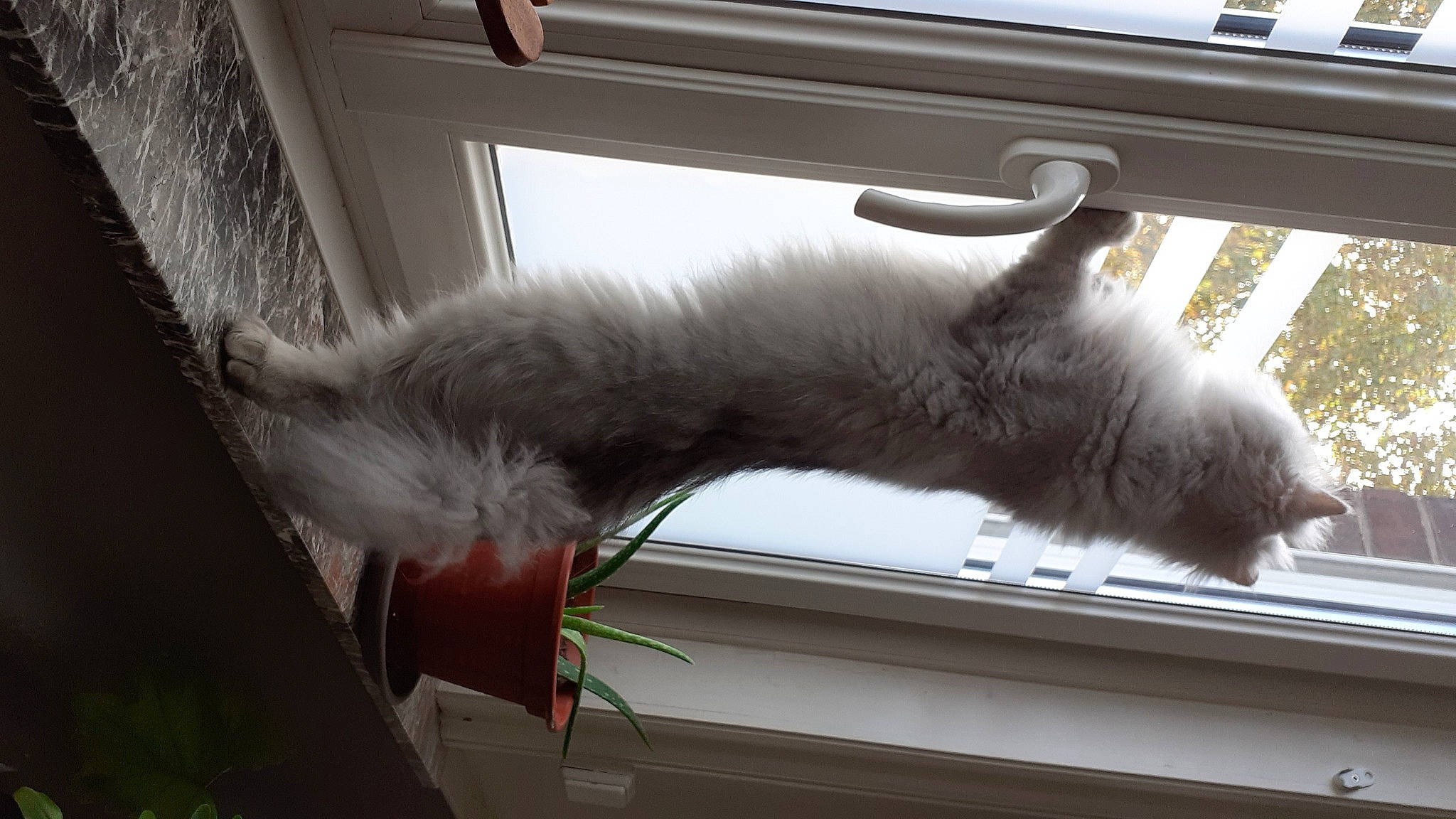 Perla a rejoint le concours — aidez-le/la à gagner de superbes lots ! carnivore, cat, comfort, domestic_short_haired_cat, felidae, fur, grey, house, output_device, paw, plant, small_to_medium_sized_cats, snout, tail, tints_and_shades, whiskers, window, windshield, wood