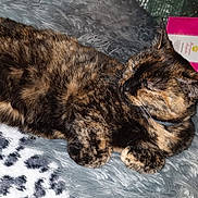 Clochette a rejoint le concours — aidez-le/la à gagner de superbes lots ! cat, tortoiseshell_cat, sleeping, furry_blanket, leopard_print, animal, pet, cozy, resting, indoor, cute, fur, whiskers, relaxed, domestic_animal, soft_texture, nap, paw, closeup, fluffy