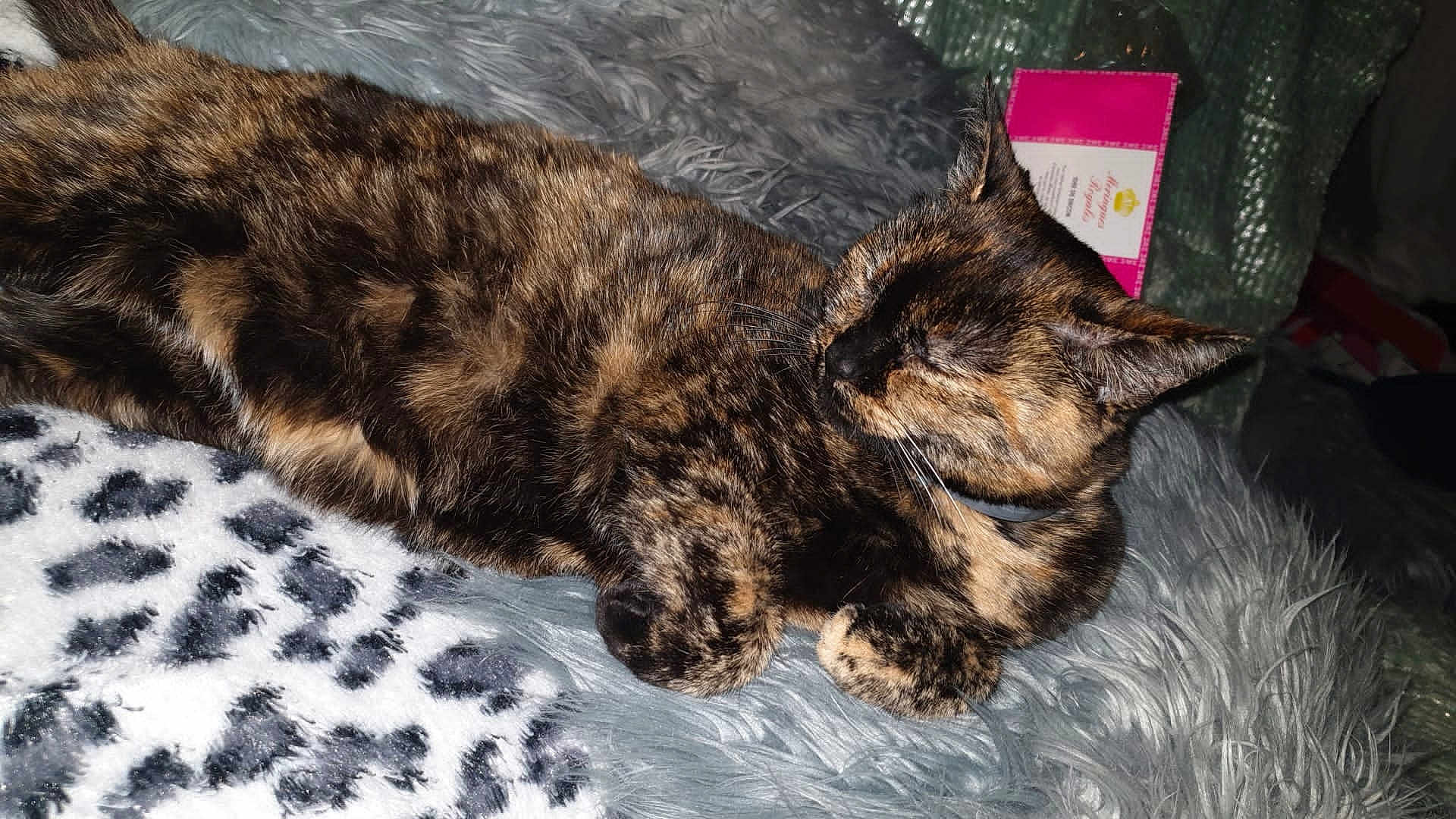 Clochette a rejoint le concours — aidez-le/la à gagner de superbes lots ! cat, tortoiseshell_cat, sleeping, furry_blanket, leopard_print, animal, pet, cozy, resting, indoor, cute, fur, whiskers, relaxed, domestic_animal, soft_texture, nap, paw, closeup, fluffy