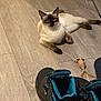 animal, blue_ball, cat, cat_toys, cords, domestic, floor, flooring, furniture_leg, home, indoor, lying_down, mouse_toy, pet, relaxed, shoes, siamese_cat, sneakers, table, wooden_floor