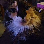 Gigi a rejoint le concours — aidez-le/la à gagner de superbes lots ! cat, close_up, fluffy, black, white, face, whiskers, eyes, domestic_animal, pet, feline, indoor, fur, curious, portrait, animal, mammal, cute, looking, dim_light