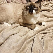 Snoopy a rejoint le concours — aidez-le/la à gagner de superbes lots ! animal, beige, blanket, blue_eyes, cat, close_up, cozy, cute, feline, fur, indoor, lying_down, paws, pet, portrait, relaxed, resting, siamese_cat, soft_texture, whiskers