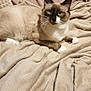 animal, beige, blanket, blue_eyes, cat, close_up, cozy, cute, feline, fur, indoor, lying_down, paws, pet, portrait, relaxed, resting, siamese_cat, soft_texture, whiskers