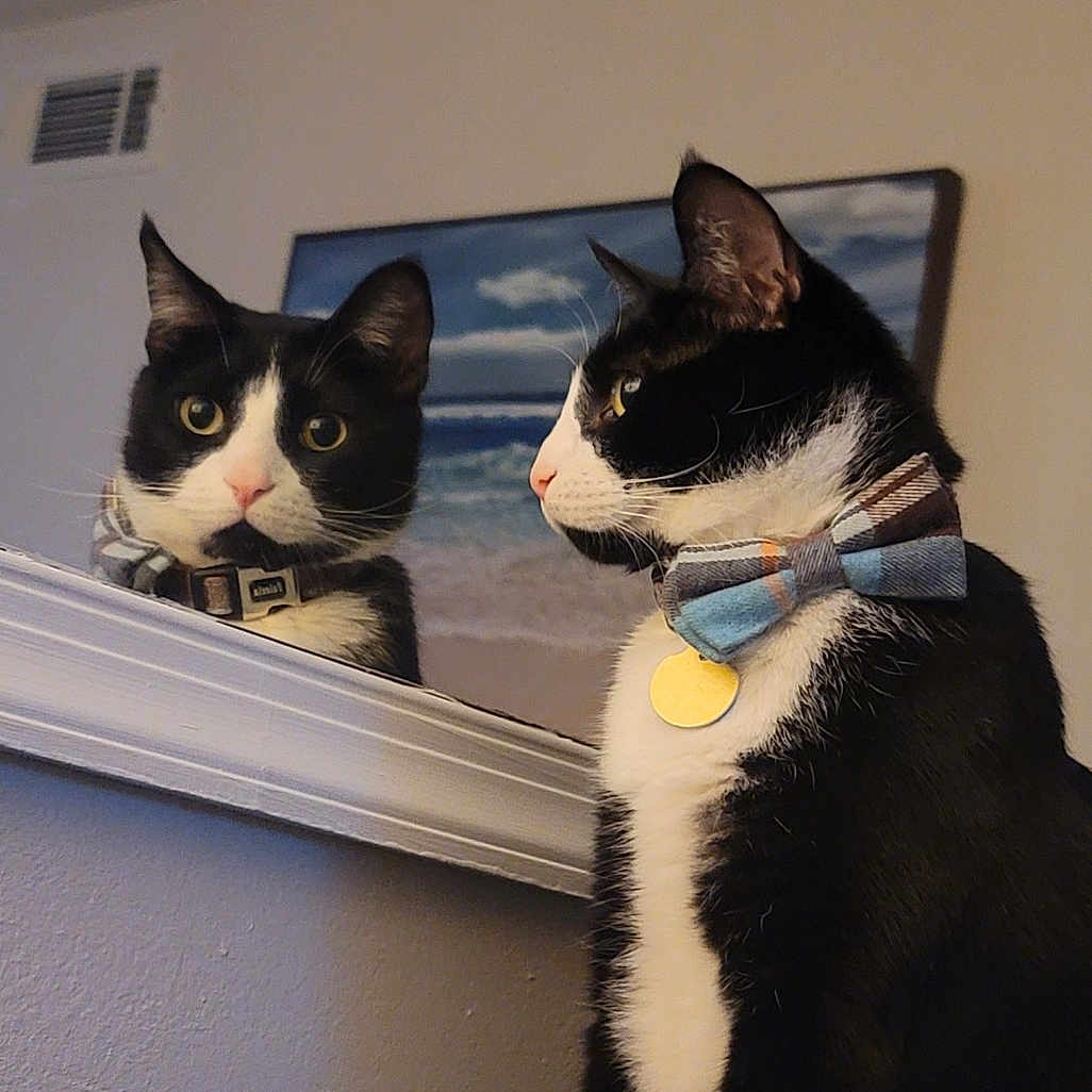 Papi joined the competition — help win amazing prizes! cat, tuxedo_cat, bow_tie, mirror, reflection, indoor, pet, animal, black_and_white, collar, portrait, curious, feline, household, wall, painting, decor, looking, sitting, domestic_cat