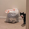 Papi joined the competition — help win amazing prizes! cat, tuxedo_cat, door, trash_bag, carpet, indoor, curious, peeking, animal, pet, black_and_white, pink_nose, wide_eyes, corner, wall, floor, household, domestic, room, curiosity