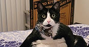 Papi is registered to the contest to win money with this photo: cat, black_and_white, tuxedo_cat, bed, blanket, collar, indoor, furniture, box, framed_picture, fur, pet, animal, cute, whiskers, paws, relaxed, expression, home, resting