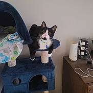 Papi joined the competition — help win amazing prizes! cat, black_and_white, cat_tree, indoor, furniture, pet, curious, wide_eyes, collar, blanket, wooden_table, power_strip, cord, relaxed, looking_at_camera, pet_accessory, domestic, home, sitting, cozy