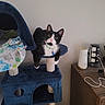cat, black_and_white, cat_tree, indoor, furniture, pet, curious, wide_eyes, collar, blanket, wooden_table, power_strip, cord, relaxed, looking_at_camera, pet_accessory, domestic, home, sitting, cozy