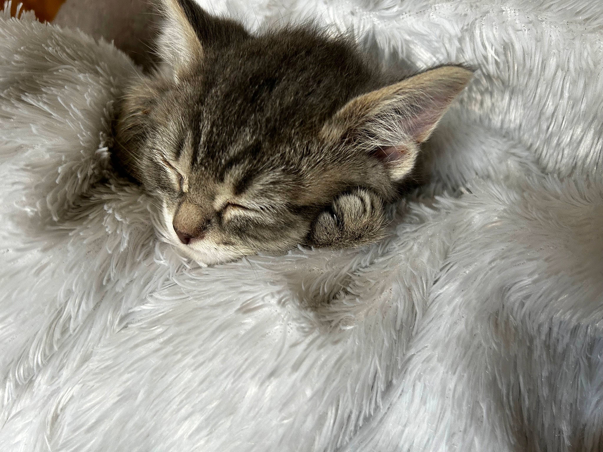 Starla is registered to the contest to win money with this photo: carnivore, cat, claw, comfort, domestic_short_haired_cat, eye, felidae, fur, maine_coon, nap, paw, siberian, sleep, small_to_medium_sized_cats, snout, terrestrial_animal, whiskers