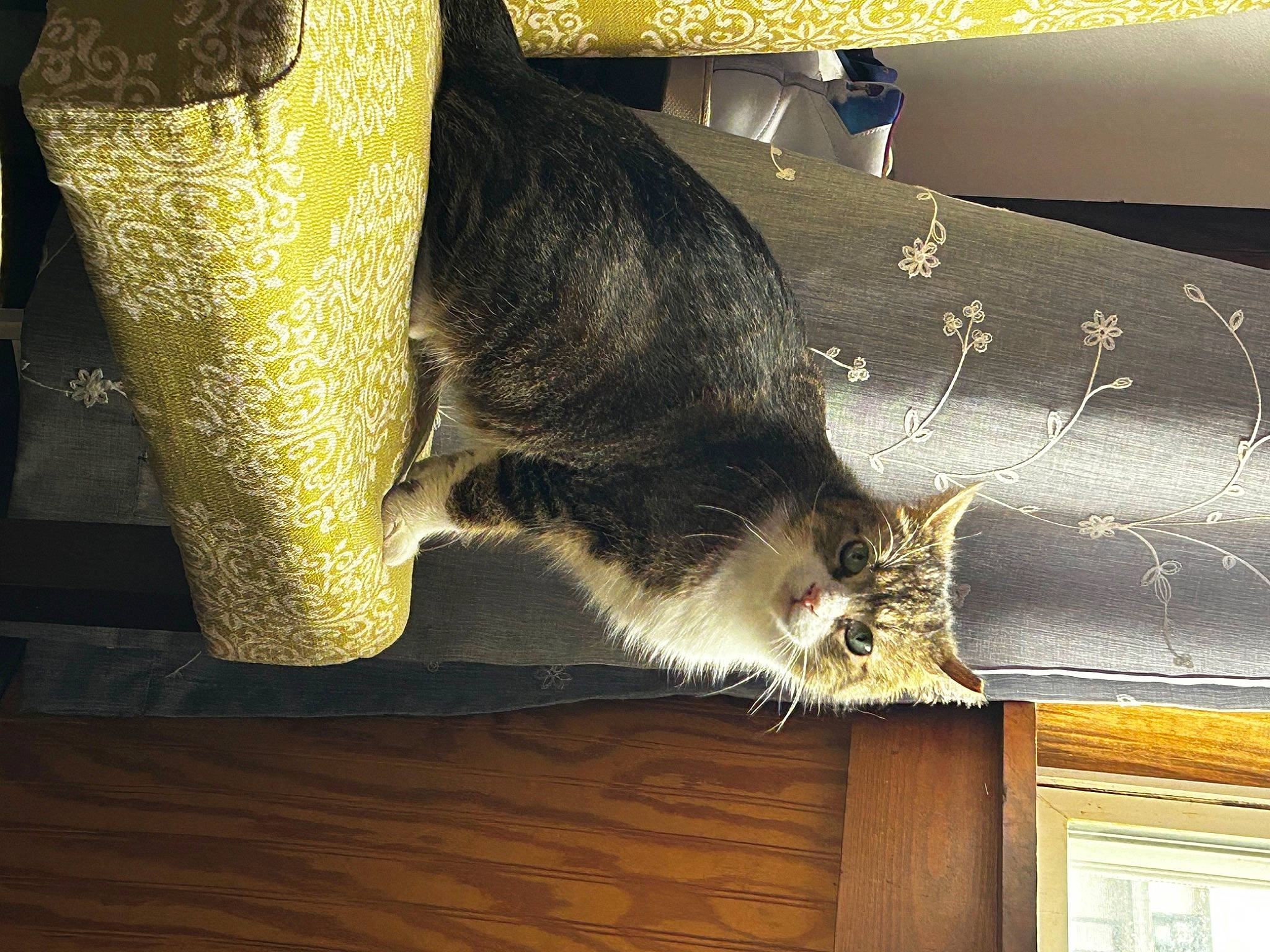 Clawdia is registered to the contest to win money with this photo: carnivore, cat, comfort, couch, domestic_short_haired_cat, felidae, flooring, fur, hardwood, human_leg, linens, rectangle, room, small_to_medium_sized_cats, tail, whiskers, window, wood, wood_stain, yellow