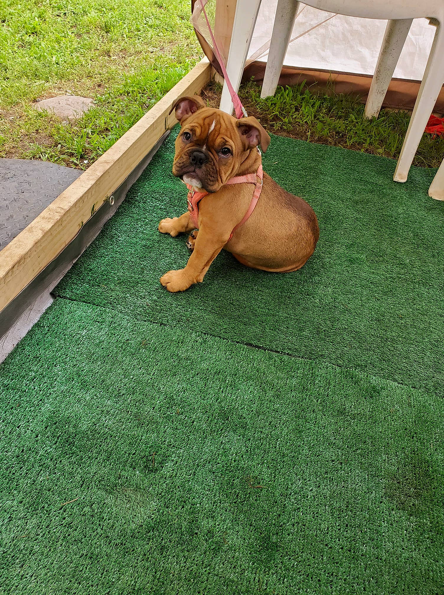 Delilah is registered to the contest to win money with this photo: bulldog, carnivore, chair, companion_dog, dog, dog_breed, fawn, felidae, flooring, grass, groundcover, lawn, liver, plant, snout, sporting_group, tail, toy_dog, vertebrate, wood