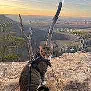 Maddox is registered to the contest to win money with this photo: cat, tabby_cat, harness, leash, rock, cliff, valley, sunset, sky, trees, nature, outdoor, animal, pet, fur, wildlife, landscape, scenic, adventure, curious