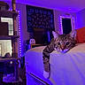 Maddox is registered to the contest to win money with this photo: cat, tabby_cat, bed, indoor, purple_lighting, cat_tree, room, furniture, relaxed, paw, blanket, decor, television, tapestry, door, mirror, cozy, resting, nighttime, lamp