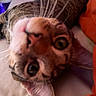 Maddox is registered to the contest to win money with this photo: cat, tabby, close_up, pet, animal, lying_down, bed, whiskers, ears, curious, indoor, feline, orange_blanket, soft_lighting, purple_light, nose, eyes, face, tilted_head, cozy