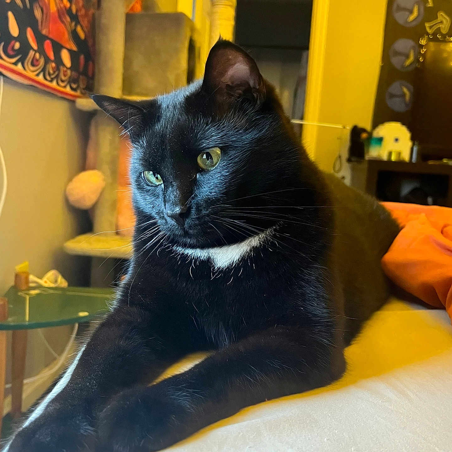 Wiz joined the competition — help win amazing prizes! black_cat, cat, pet, indoor, feline, resting, bed, cat_tree, tapestry, yellow_lighting, white_patch, whiskers, ears, fur, orange_blanket, table, home_interior, decor, relaxed, animal