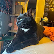 Wiz joined the competition — help win amazing prizes! cat, black_cat, pet, indoor, bed, feline, resting, animal, fur, whiskers, green_eyes, cat_tree, furniture, blanket, orange_blanket, cozy, looking_away, side_view, domestic_animal, relaxed