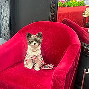 Chanel joined the competition — help win amazing prizes! animal, black_wall, bow, cute, dog, dog_clothing, flower_pattern, fluffy, furniture, green_plants, indoor, mirror, pet_accessory, red_armchair, reflection, sitting, small_dog, velvet_chair, window_reflection, wood_floor