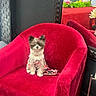 dog, small_dog, fluffy, red_armchair, velvet_chair, indoor, mirror, reflection, flower_pattern, dog_clothing, pet_accessory, cute, sitting, bow, furniture, black_wall, green_plants, window_reflection, wood_floor, animal
