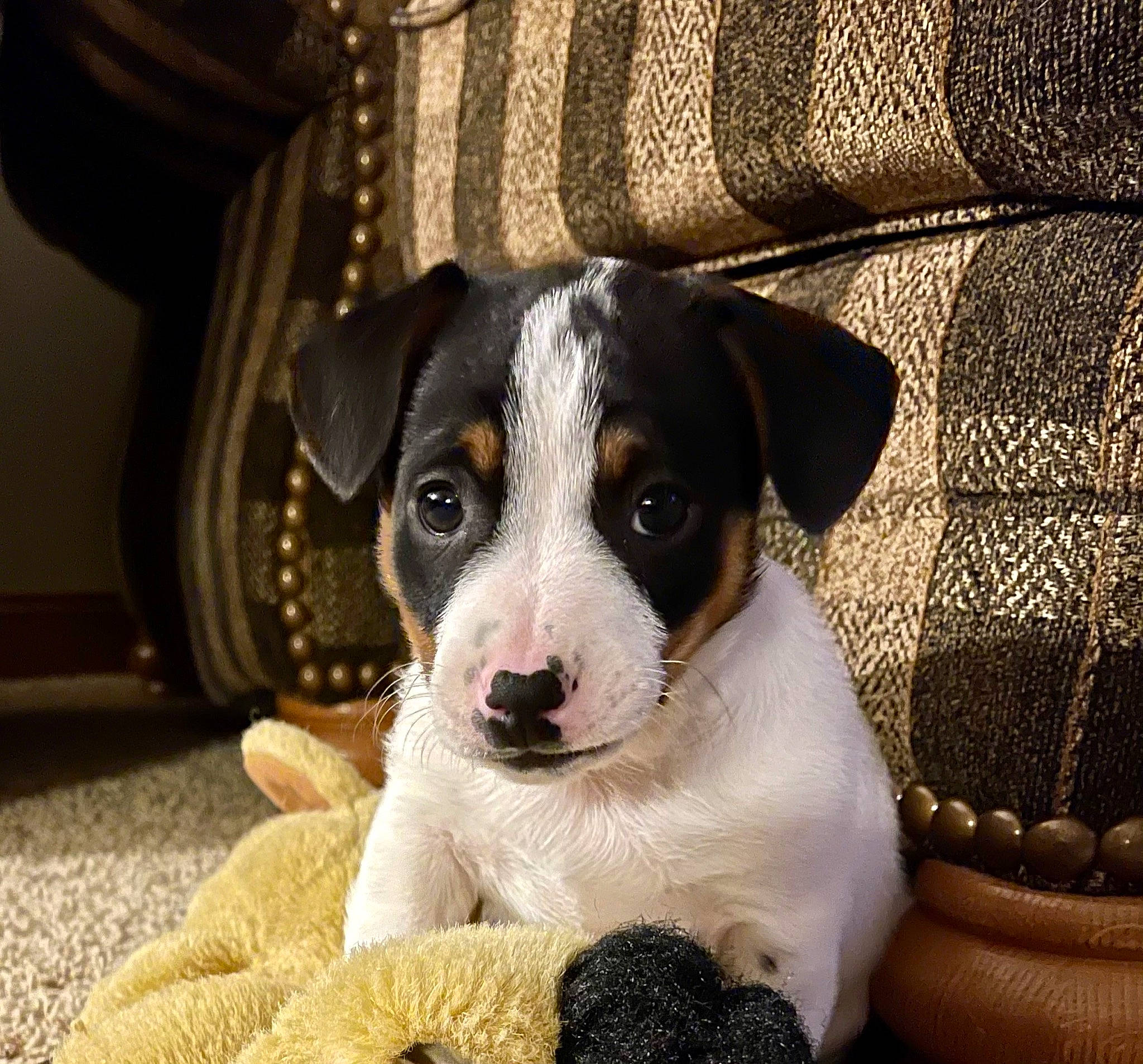 Dutton is registered to the contest to win money with this photo: ball, canidae, carnivore, comfort, companion_dog, curtain, dog, dog_breed, fur, non_sporting_group, pattern, paw, puppy, snout, sporting_group, terrier, whiskers, wood, working_animal