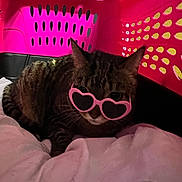 Magpie joined the competition — help win amazing prizes! accessory, animal, blanket, cat, cozy, cute, domestic_animal, fashion, feline, funny, heart_shaped, indoor, laundry_basket, pet, pink, playful, portrait, resting, sunglasses, tabby_cat