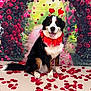 dog, bernese_mountain_dog, rose_petals, flower_arch, heart_antennae, red_collar, smiling, sitting, indoor, decor, valentines_day, black_fur, white_fur, brown_fur, cute, festive, happy, portrait, animal, pet