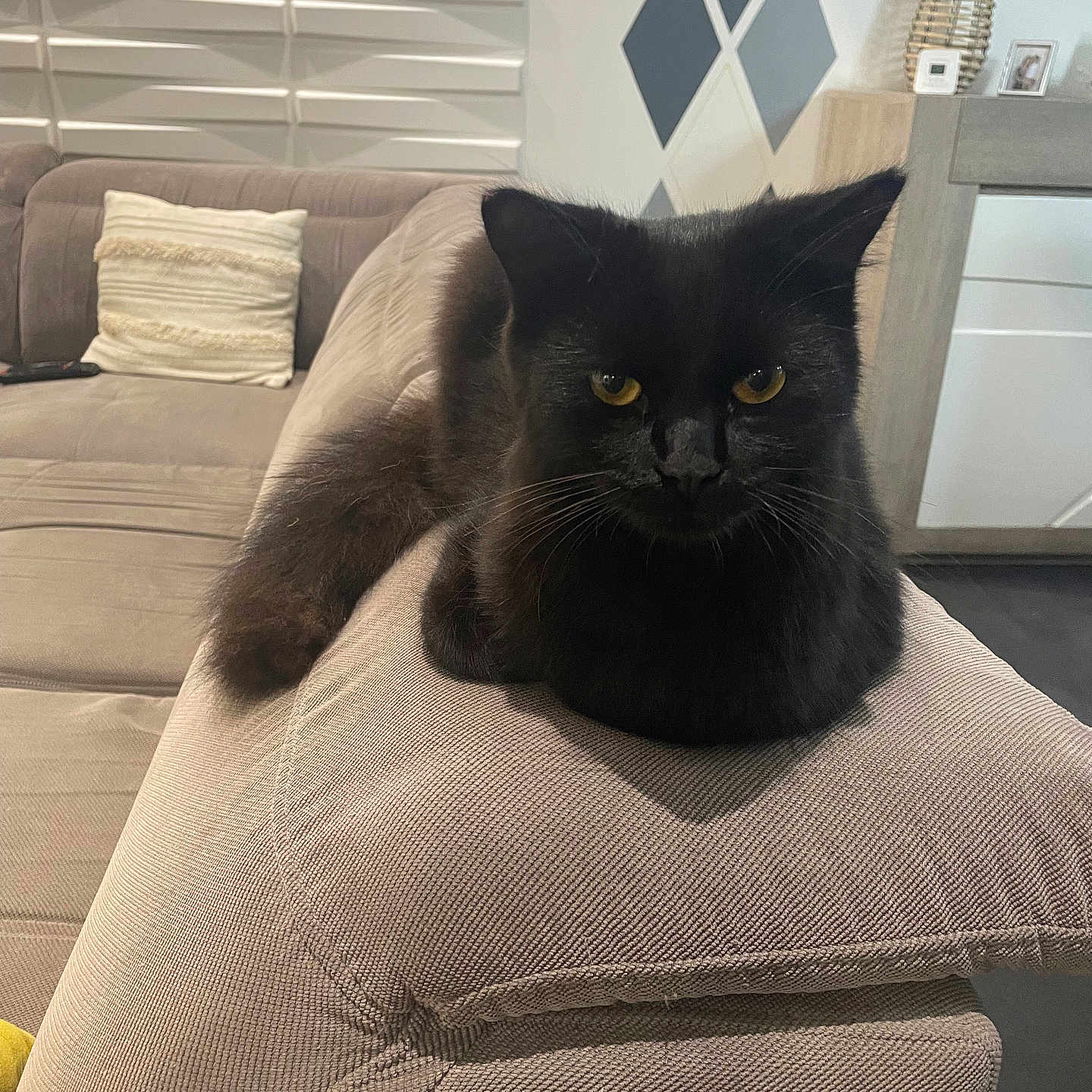 Shadow participe au concours pour gagner de l'argent avec cette photo : animal, architecture, armchair, blackcat, blanket, building, cat, chair, couch, cushion, furniture, homedecor, indoors, kitten, livingroom, manx, pet, room