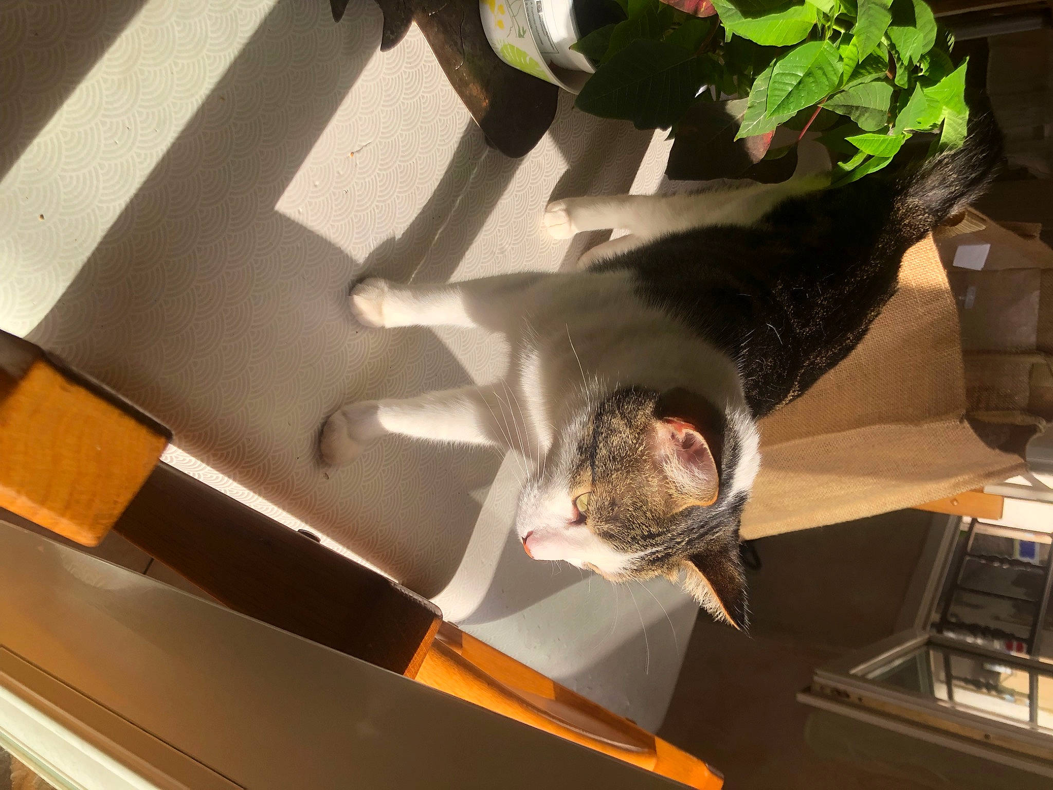 Shaolin participe au concours pour gagner de l'argent avec cette photo : automotive_design, automotive_exterior, carnivore, cat, ceiling, comfort, felidae, flooring, flowerpot, hood, houseplant, metal, plant, room, small_to_medium_sized_cats, table, tail, vertebrate, whiskers, wood