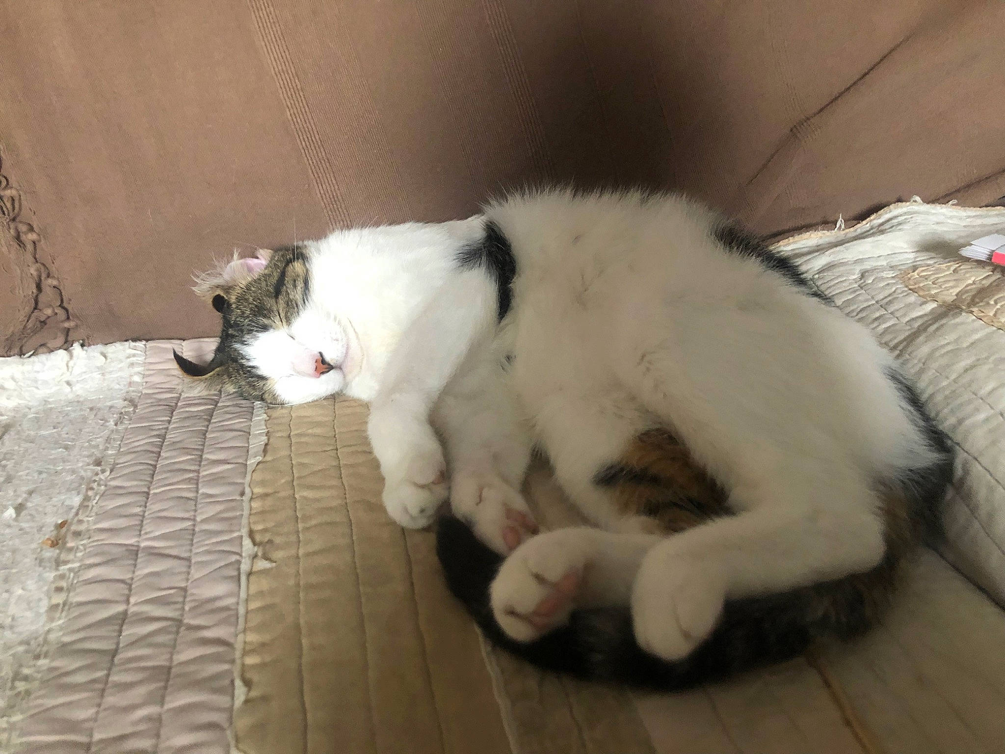 Shaolin a rejoint le concours — aidez-le/la à gagner de superbes lots ! carnivore, cat, claw, comfort, domestic_short_haired_cat, felidae, flooring, foot, fur, hardwood, mammal, paw, small_to_medium_sized_cats, snout, tail, terrestrial_animal, vertebrate, whiskers, wood, wood_flooring