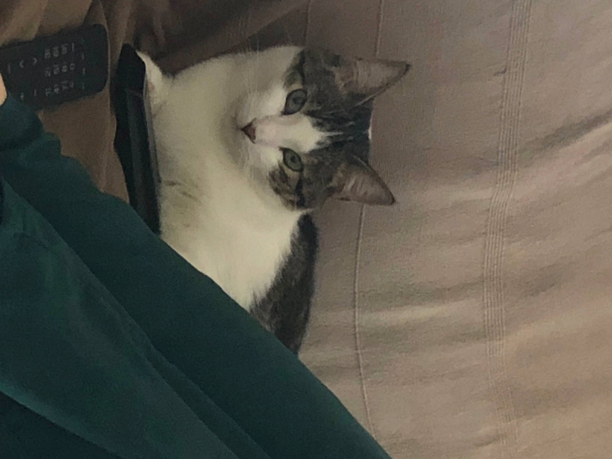 Shaolin a rejoint le concours — aidez-le/la à gagner de superbes lots ! box, cardboard, carnivore, cat, comfort, domestic_short_haired_cat, felidae, fur, grey, monochrome_photography, nap, paw, shadow, sleep, small_to_medium_sized_cats, snout, tail, tints_and_shades, whiskers, wood