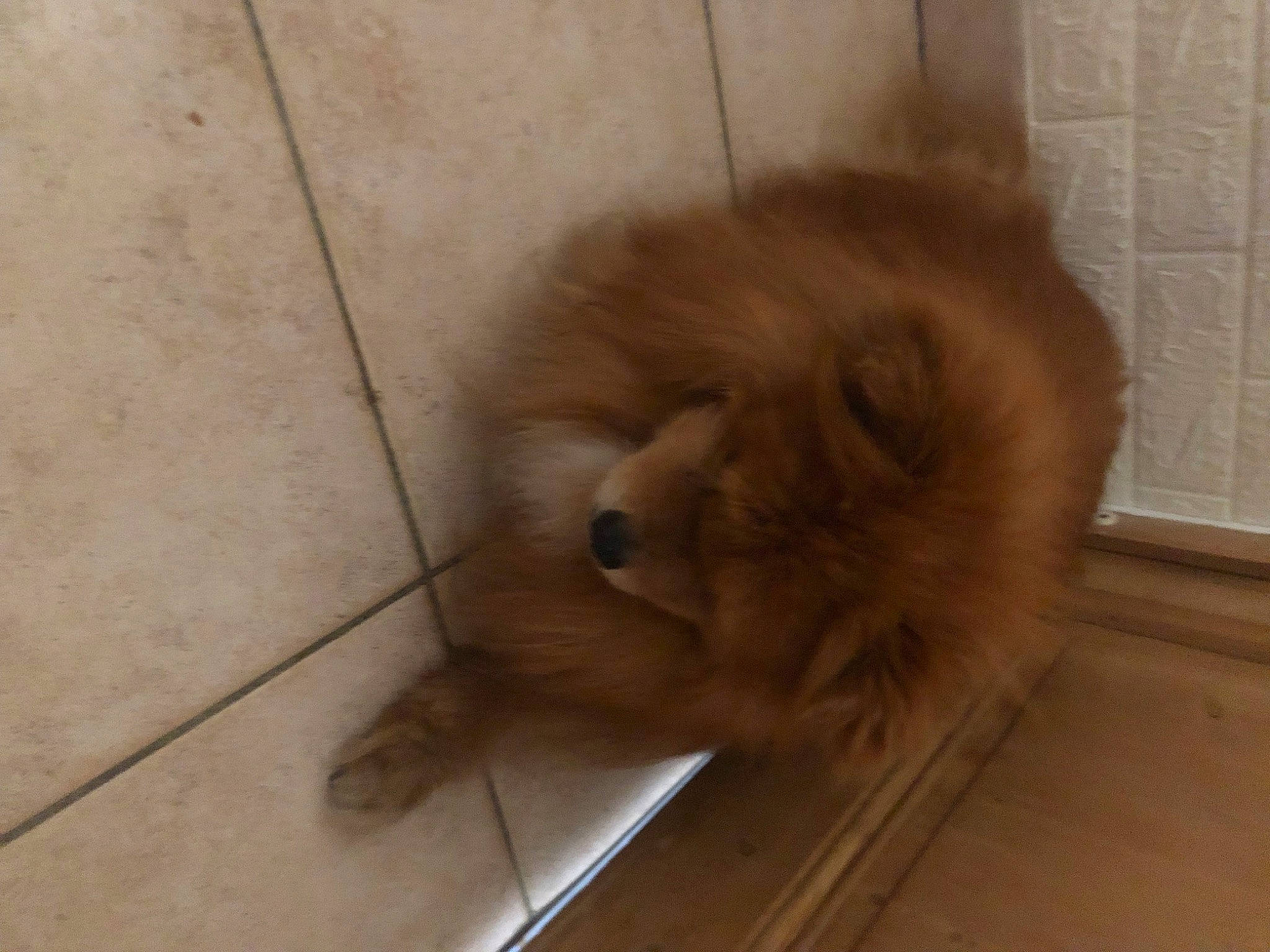 Extrême a rejoint le concours — aidez-le/la à gagner de superbes lots ! canidae, carnivore, chow_chow, companion_dog, dog, dog_breed, fawn, felidae, flooring, fur, german_spitz, german_spitz_klein, hardwood, liver, snout, spitz, sporting_group, toy_dog, whiskers, wood