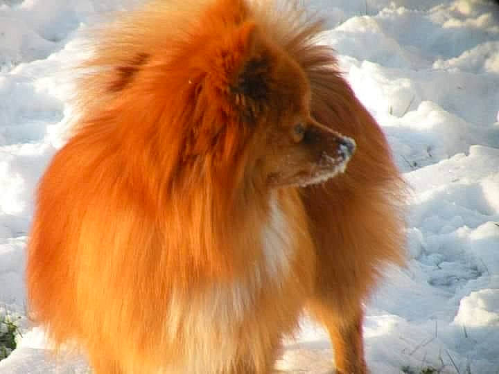 Extrême a rejoint le concours — aidez-le/la à gagner de superbes lots ! ancient_dog_breeds, canidae, carnivore, companion_dog, dog, dog_breed, fawn, fur, german_spitz, german_spitz_klein, liver, non_sporting_group, snout, snow, spitz, sporting_group, tail, volpino_italiano, whiskers, working_animal