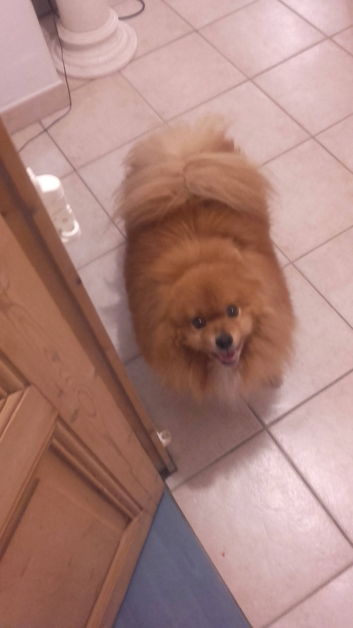 Extrême a rejoint le concours — aidez-le/la à gagner de superbes lots ! ancient_dog_breeds, canidae, caramel_color, carnivore, companion_dog, dog, dog_breed, fawn, german_spitz, german_spitz_klein, mammal, non_sporting_group, pomeranian, puppy, skin, snout, spitz, sporting_group, toy_dog, volpino_italiano