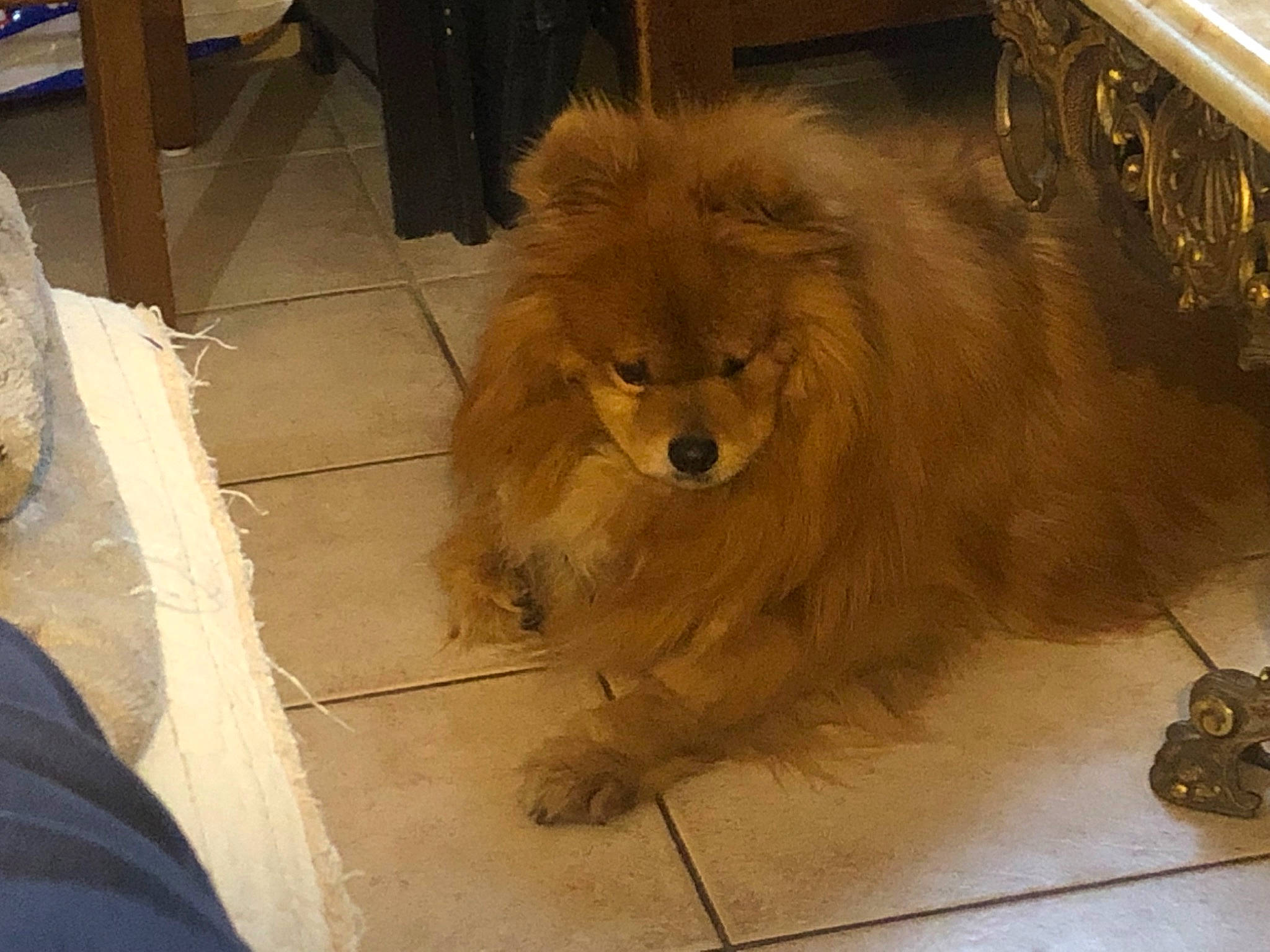 Extrême participe au concours pour gagner de l'argent avec cette photo : art, canidae, carnivore, companion_dog, dog, dog_breed, drawing, fawn, floor, flooring, fur, paw, road_surface, sidewalk, snout, tail, terrestrial_animal, whiskers, wildlife, wood