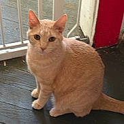 Smoochy joined the competition — help win amazing prizes! cat, orange_tabby, pet, indoor, floor, wooden_floor, gate, red_wall, curious, sitting, feline, animal, whiskers, ears, tail, looking, domestic, cute, fur, portrait