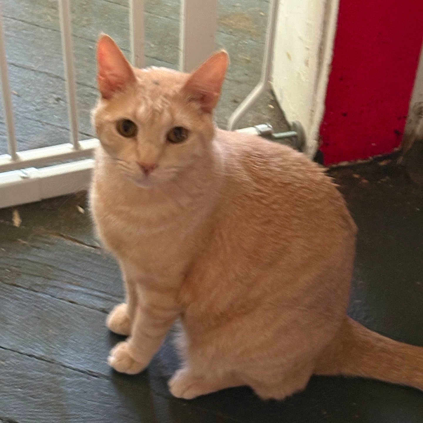 Smoochy joined the competition — help win amazing prizes! cat, orange_tabby, pet, indoor, floor, wooden_floor, gate, red_wall, curious, sitting, feline, animal, whiskers, ears, tail, looking, domestic, cute, fur, portrait