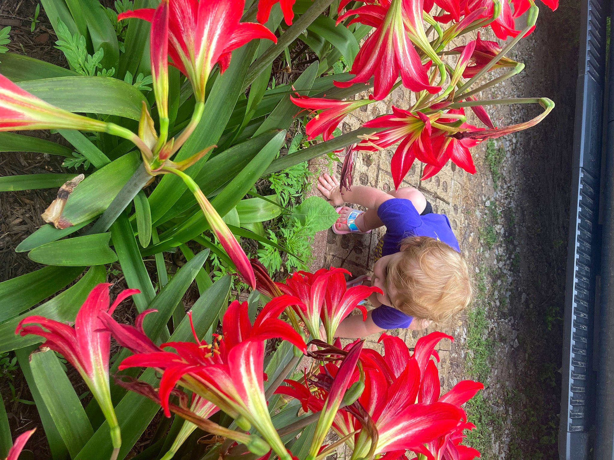 Rhyder joined the competition — help win amazing prizes! annual_plant, botany, bouquet, carmine, cut_flowers, electric_blue, floral_design, floristry, flower, flower_arranging, flowering_plant, garden, herbaceous_plant, perennial_plant, person, petal, plant, plant_stem, red, terrestrial_plant