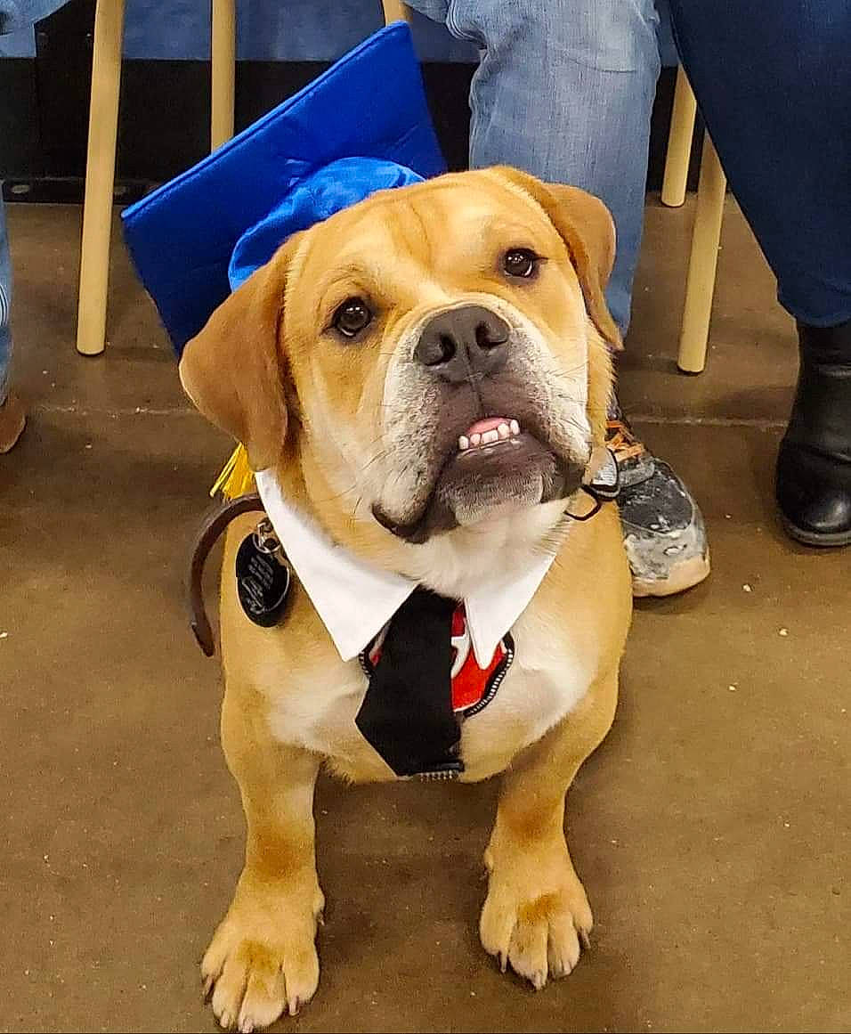 Polo is registered to the contest to win money with this photo: beige, canidae, carnivore, collar, companion_dog, denim, dog, dog_breed, dog_collar, dog_supply, fawn, floor, foot, hunting_dog, leash, pet_supply, snout, sporting_group, working_animal, working_dog