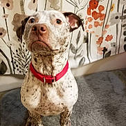 Gabriel joined the competition — help win amazing prizes! american_bulldog, american_pit_bull_terrier, american_staffordshire_terrier, canidae, carnivore, catahoula_bulldog, companion_dog, dog, dog_breed, dog_collar, louisiana_catahoula_leopard_dog, mammal, non_sporting_group, pit_bull, pointer, puppy, rare_breed_dog, snout, sporting_group, vertebrate